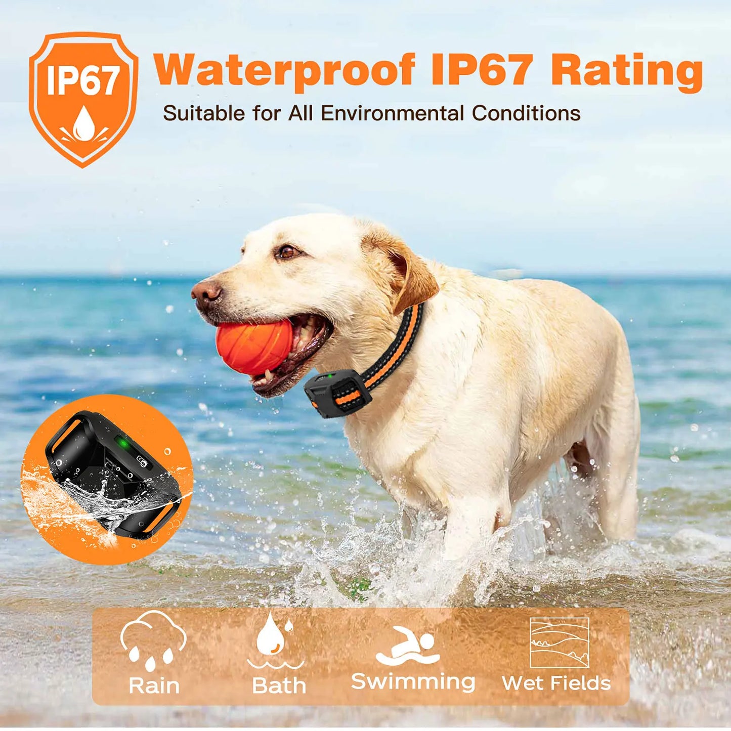 Dual Dog Training E - Collar